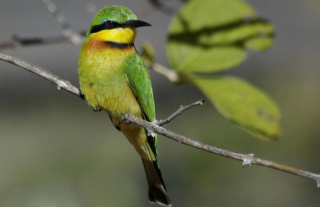 Mudumu National Park